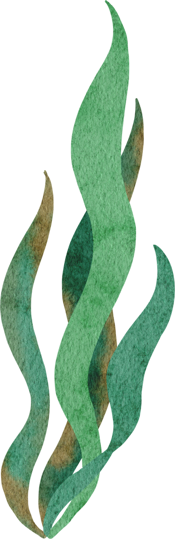 green seaweed algae
